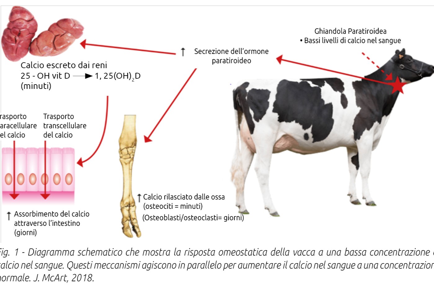 RITORNO ECONOMICO DELL’INVESTIMENTO NELLE VACCHE DA LATTE