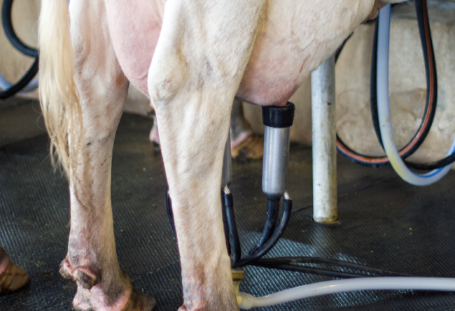 Mastiti, la prevenzione nella produzione di latte di qualità