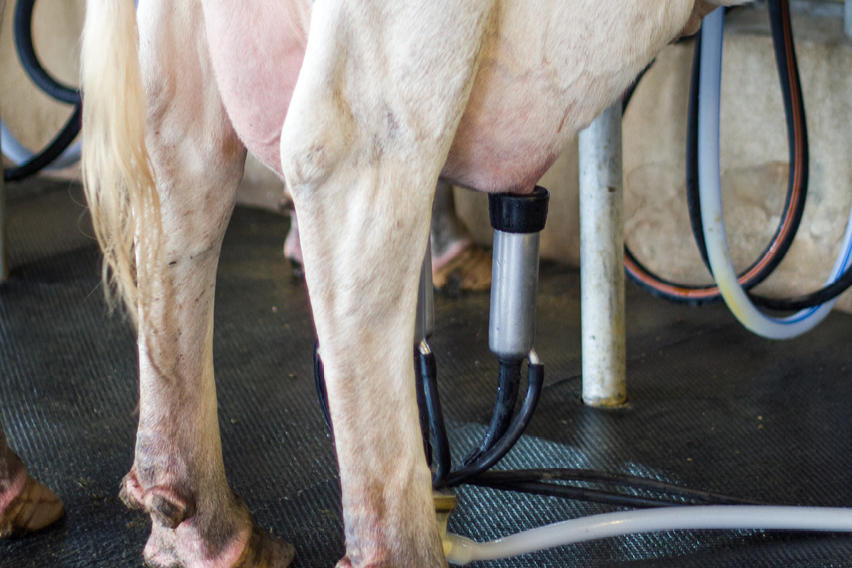 Mastiti, la prevenzione nella produzione di latte di qualità