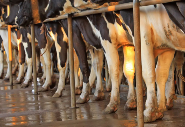 Il Bio contenimento delle patologie podali