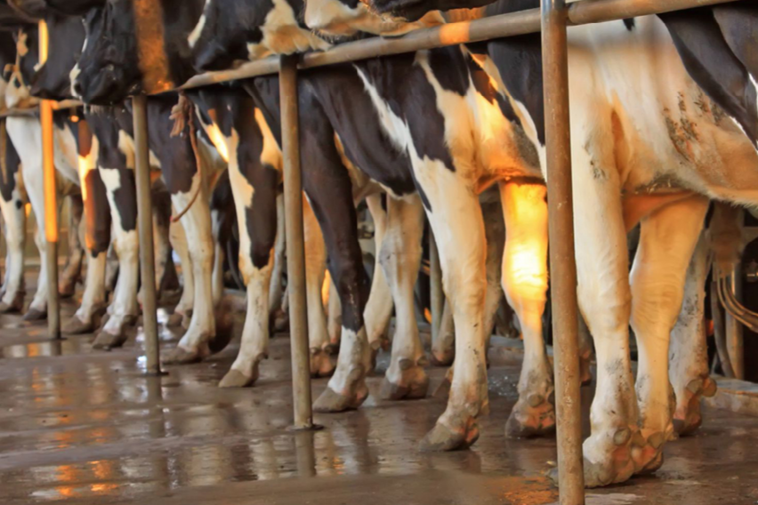 Il Bio contenimento delle patologie podali