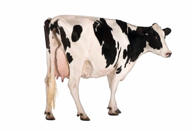 RITORNO ECONOMICO DELL’INVESTIMENTO NELLE VACCHE DA LATTE: parto e periodo di transizione