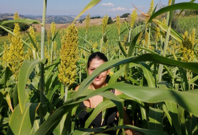 La coltura del sorgo