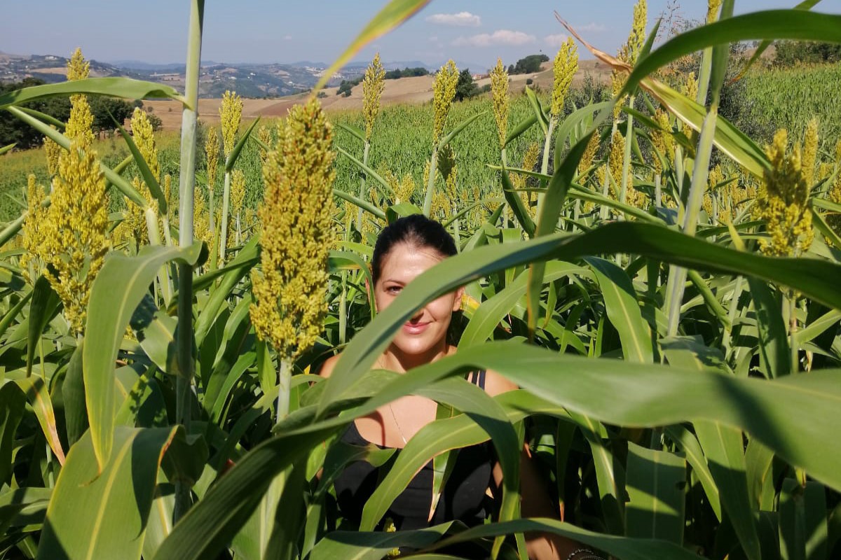 La coltura del sorgo